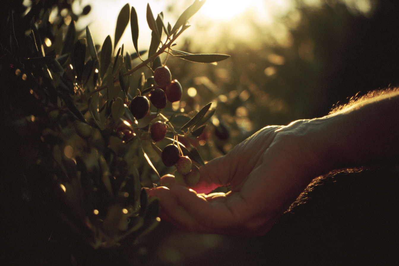 Warum Olivenöl das beste Öl ist – und wie du das Richtige findest - Vola Food GmbH